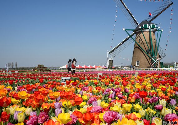 オランダ風車「リーフデ」とチューリップ